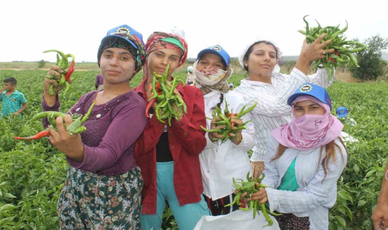 Tava ciğerin can yoldaşı Karaağaç biberinin hasadı 100 işçiyle 40 derece sıcağın altında başladı