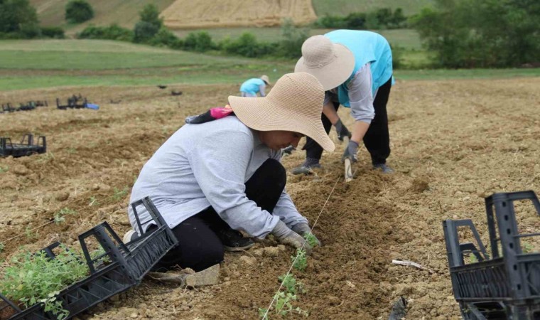 Tıbbi aromatik bitki yetiştiriciliğinde yeni ürün: kekik