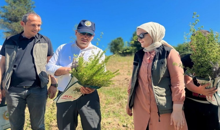 Tıbbi aromatik bitkilerin hasatı basladı