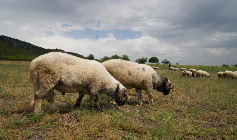 Tokat’ta hayvanlara ’mavi dil’ karantinası