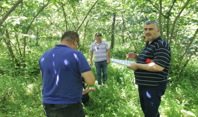 Trabzonda fındıkta rekolte tespit çalışmaları başladı