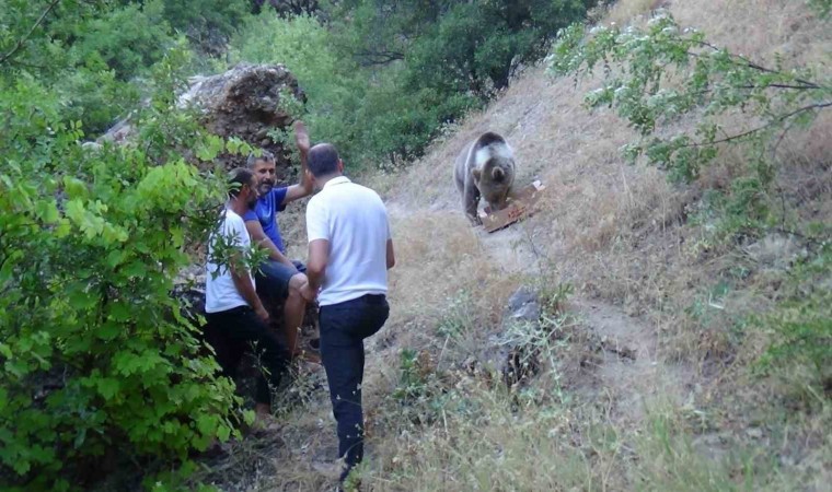 Tuncelide bozayı, karnını doyurmak için kamp alanına geliyor