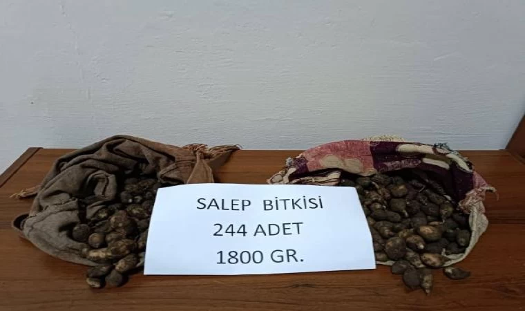 Tunceli’de salep soğanı toplayan 2 kişiye 220 bin lira ceza