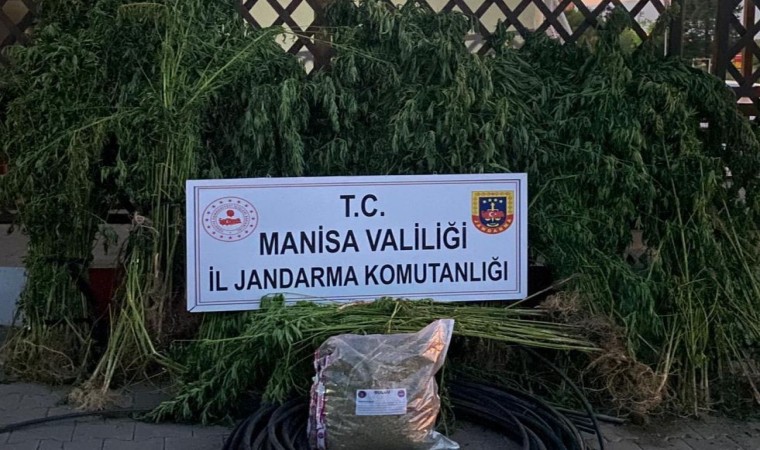 Turgutluda jandarmadan uyuşturucu operasyonu