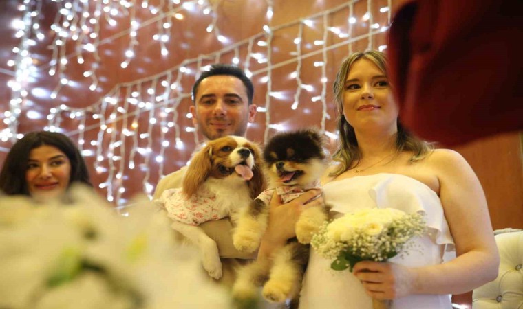 Türk damat ile Rus gelinin tanışmasına vesile olan köpekleri de nikah masasında yer aldı