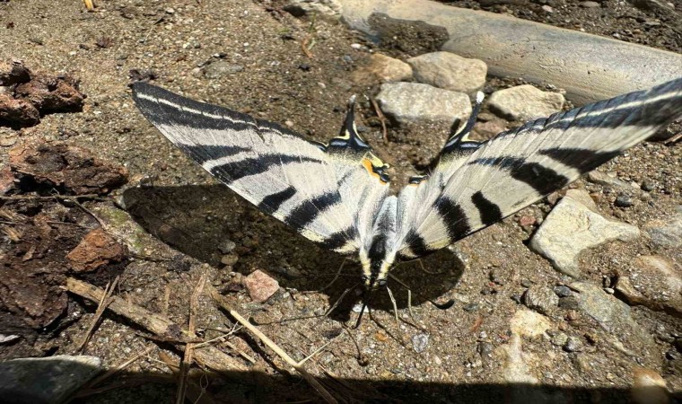 Türkiyede nadir görülen zebra kırlangıç kuyruklu kelebek Aydında görüntülendi