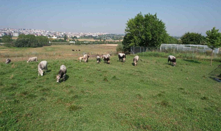 Türkiyenin Boz sığır ırkı koruma altına alındı