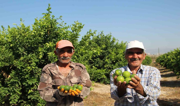 Türkiyenin ilk lime cinsi limon hasadı Silifkede yapıldı