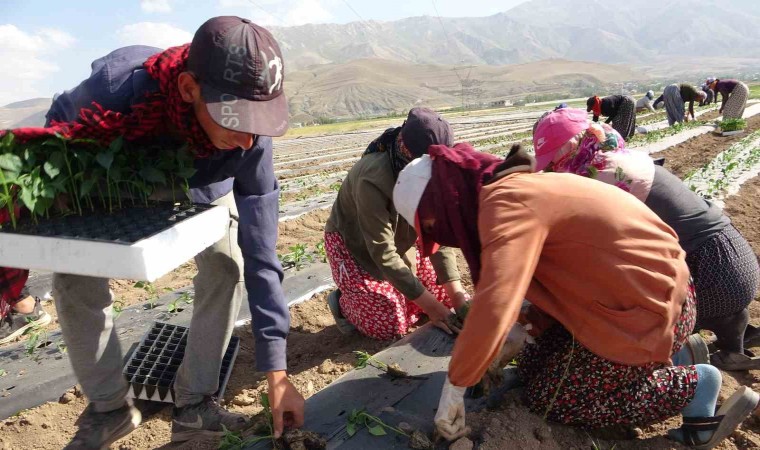 Vanda mevsimlik tarım işçileri bunaltıcı sıcaklara rağmen tarlalarda çalışmayı sürdürüyor