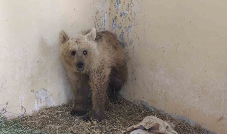 Vanda tedavi altına alınan boz ayı sağlığına kavuşuyor