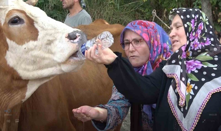 Yalovada susuz kalan köylü yol kapattı, pet şişeyle ineklerine su içirdi