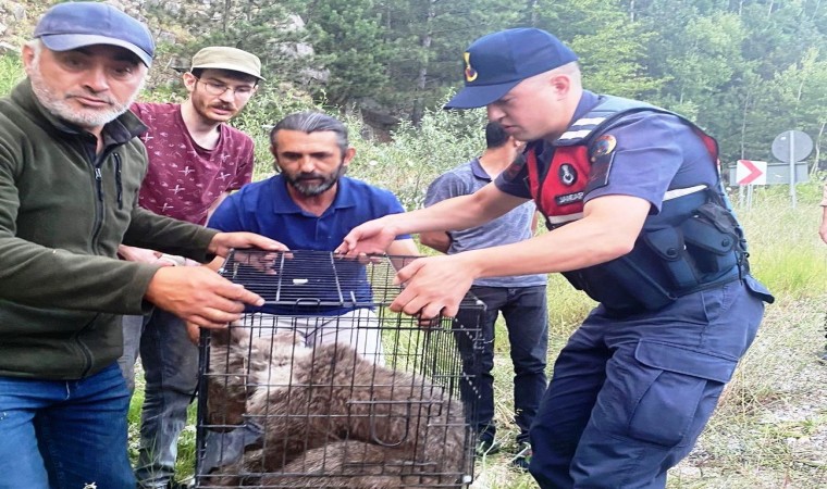 Yaralı ayı yavrusuna jandarma sahip çıktı