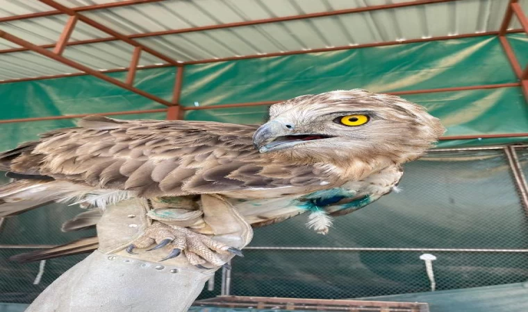 Yaralı bulunan yılan kartalı ile kızıl şahin, tedavi edildi