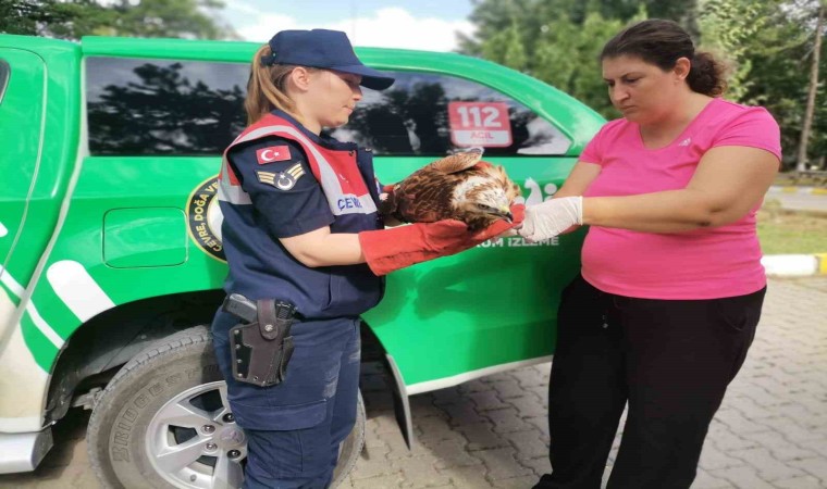 Yaralı halde bulunan şahin tedavi altına alındı