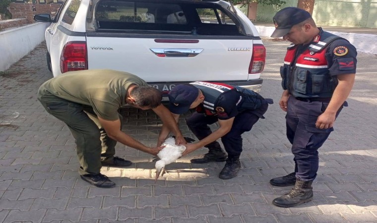 Yaralı leyleğe jandarma şefkati