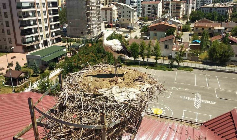 Yavru leylek için kendisini tehlikeye attı