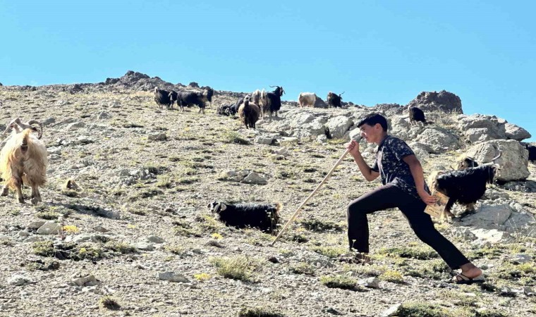 Yaylada çobanlık yapan Muhammet, LGSde Türkiye ikincisi oldu