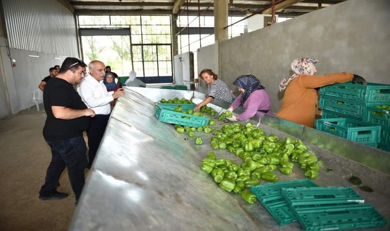 Yenişehir biberi yeni yatırımlarla dünyaya pazarlanıyor