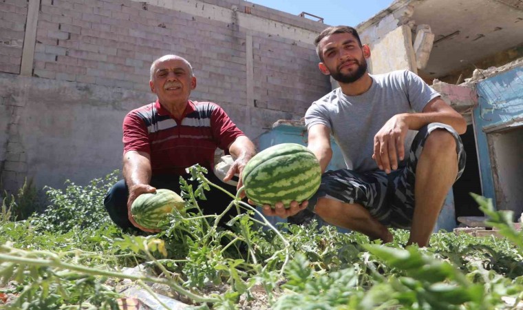 Yıkılan evin enkaz yerinde karpuz çıktı