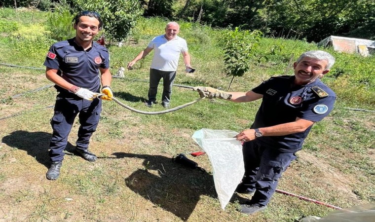 Zehirli yılanı eliyle yakalayıp pet şişeye böyle koydu