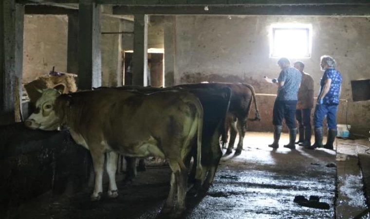 Zonguldak’ta ’şap hastalığı’ görüldü; 136 köy karantinada