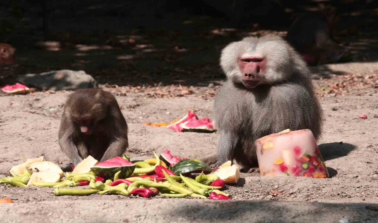 Zooparkta 40 derece sıcakta buzlu meyve keyfi