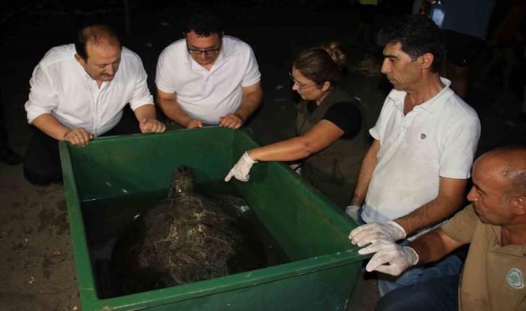 60 yaşındaki deniz kaplumbağaları tedavi sonrası tekrar denizle buluştu