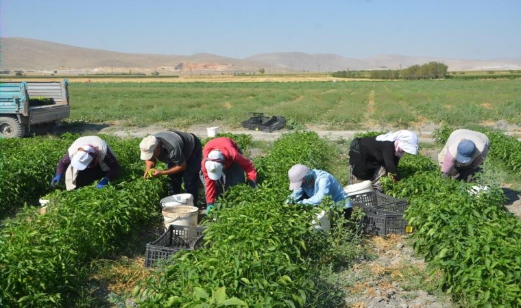 Adabağda üretilen organik ürünler tarladan direkt halka ulaşıyor