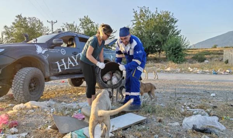 Afrika sıcaklarının görüldüğü deprem bölgesi Osmaniye’de sokak hayvanları beslendi, su verildi