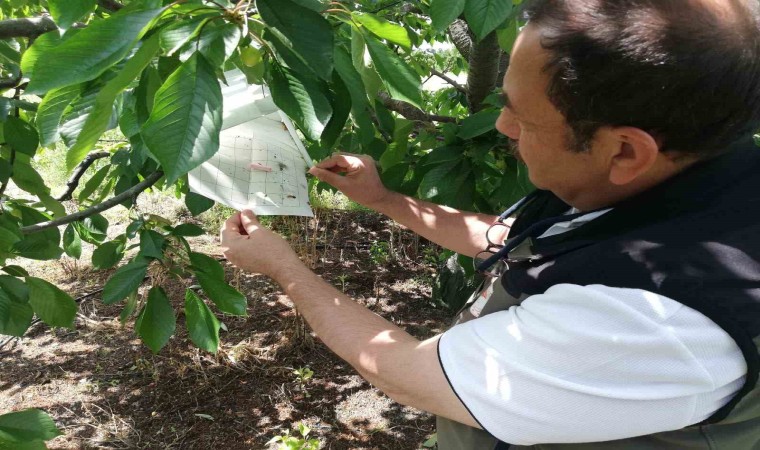 Afyonkarahisarda ürün kontrolleri devam ediyor