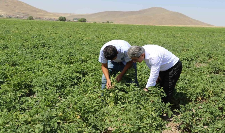 Ağrıda patates üreticilerine destek