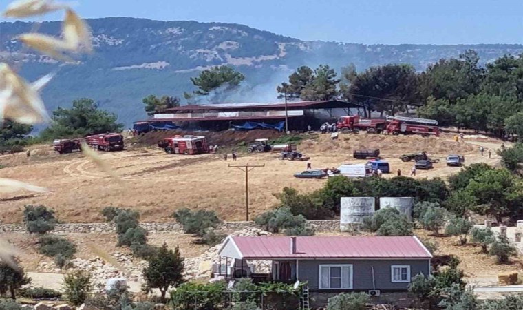 Ahır yangınında 2 büyükbaş hayvan telef oldu