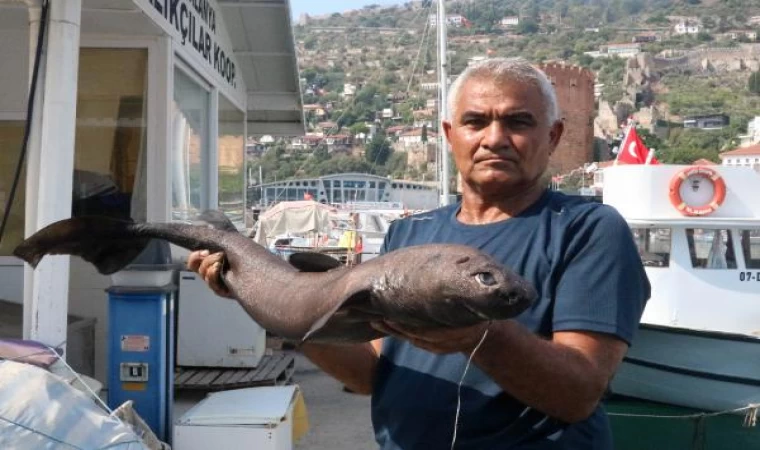 Alanya’da ’Ninja Lanternshark’ türü köpek balığı yakalandı