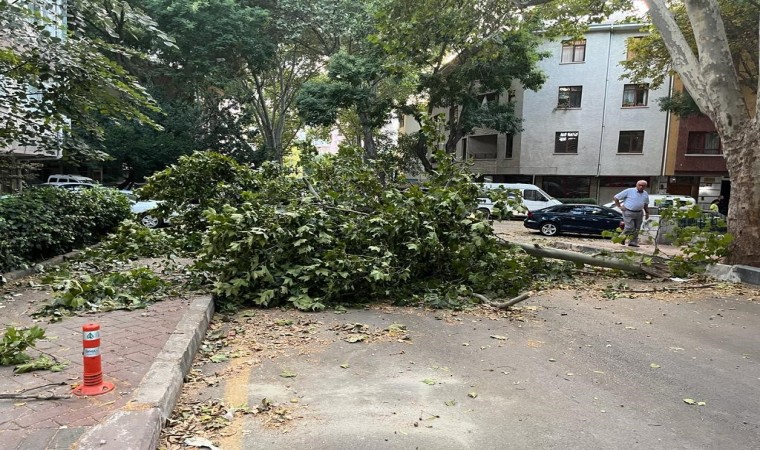 Ankarada fırtına etkili oldu, ağaçlar araçların üzerine devrildi