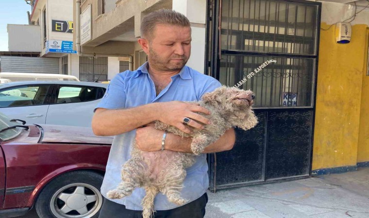 Ankarada pitbull dehşeti: Evcil hayvanın çenesini kopardı