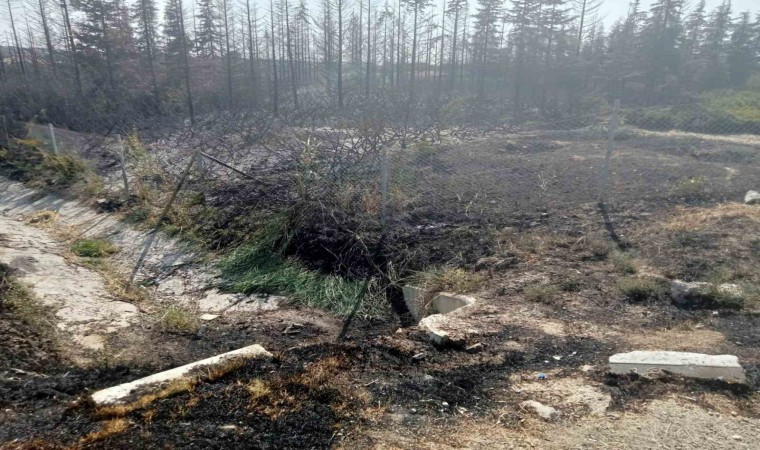 Ankarada yanan ormanlık alan küle döndü