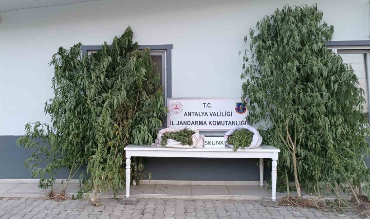 Antalyada 17 kilogram skunk uyuşturucu ele geçirildi