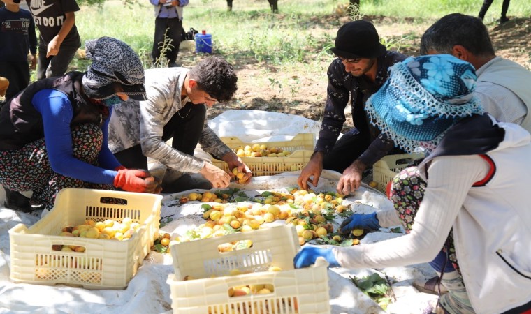 Arguvanda kayısı hasadı devam ediyor