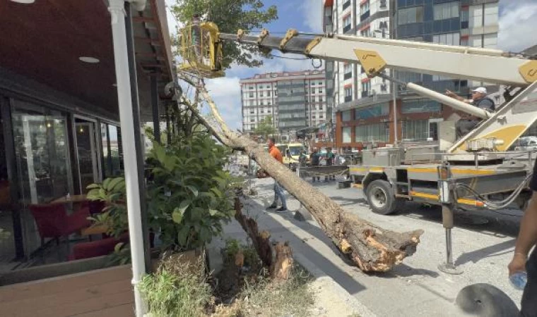 Arnavutköy’de çınar ağacı devrildi; yoldan geçenler kıl payı kurtuldu