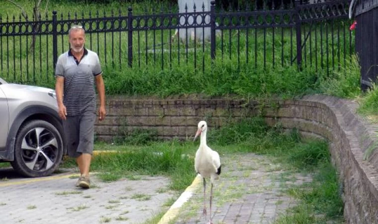 Avcılar’da balıkçıdan yaralı leyleğe yardım eli