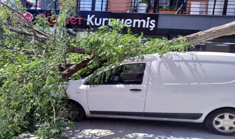 Avcılar’da kaldırımdaki ağaç aracın üzerine devrildi