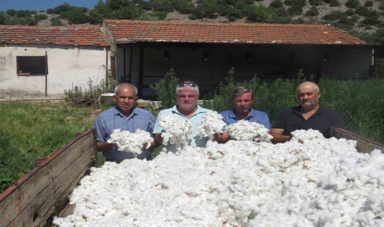 Aydında ilk pamuk hasadı Sökenin Doğanbey Mahallesinde yapıldı