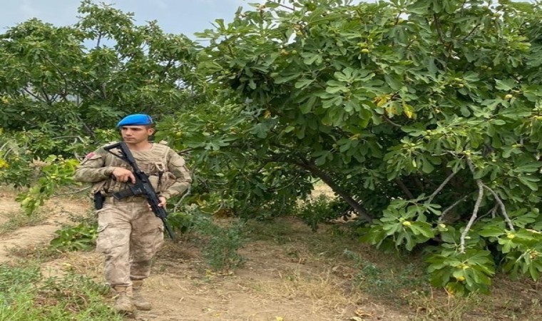 Aydında jandarma incir nöbetine başladı