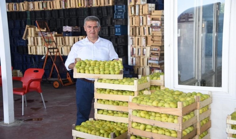 Aydının milli meyvesi İncir, Avrupanın gözde meyvesi oldu