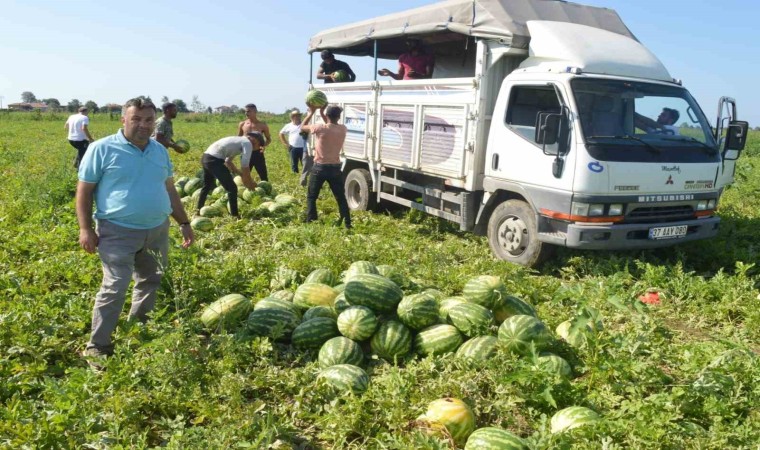 Bafra karpuzunda sona doğru