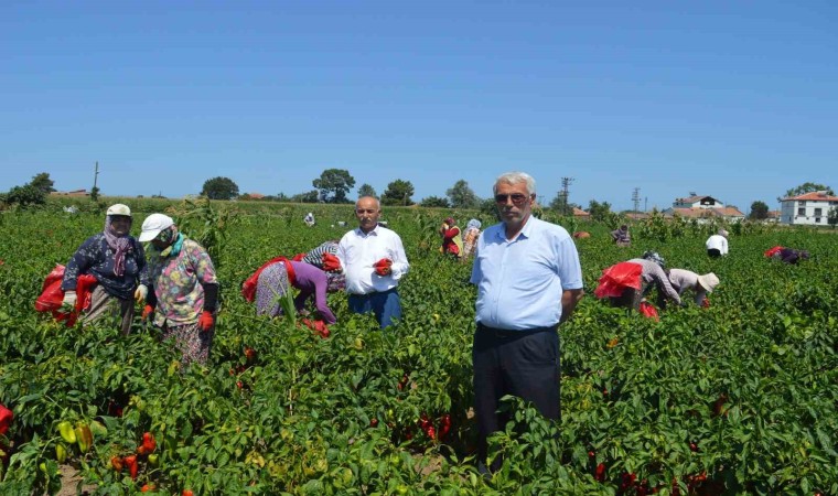 Bafra Ovasında kapya biber hasadı başladı