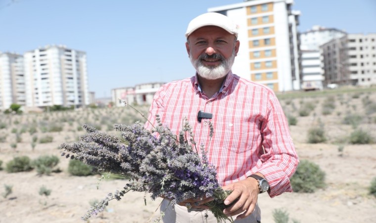 Başkan Çolakbayrakdar: Şehri renklendiren lavanta bahçesinin sayısını artıracağız