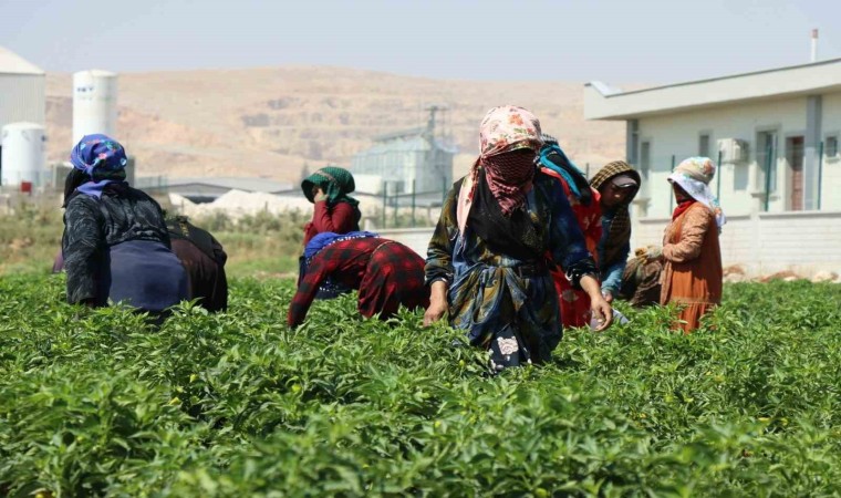 Belediyenin sera ve tarlalarında biber hasadı başladı