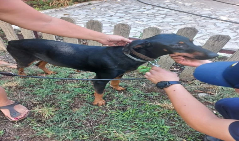 Berzeg için köpeği Tina’nın da çalışmalarda yer alacağı yeni arama rotası oluşturulacak