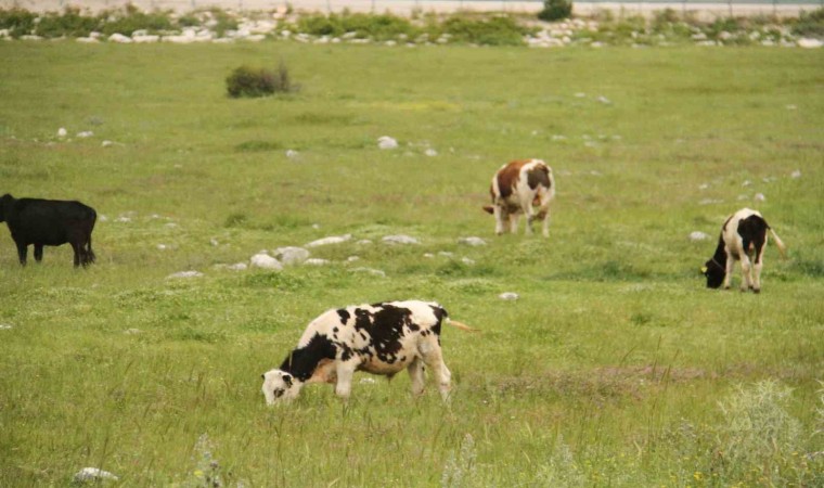 Beyşehirdeki şap karantinası sona erdi